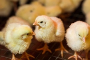 baby chicks